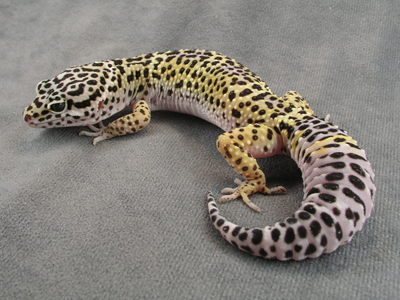 The lizard bottom left is a Leopard Gecko.